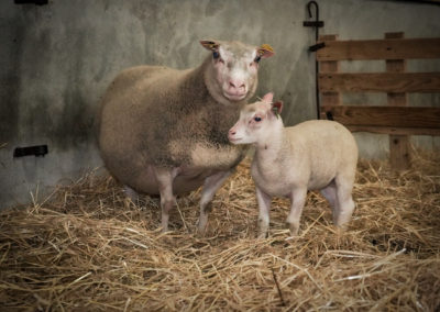 Brebis Charmoise et son agneau