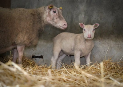 Brebis Charmoise et son agneau