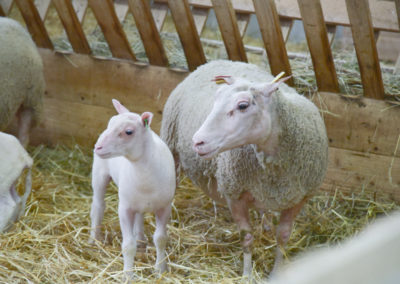 Brebis Charmoise et son agneau