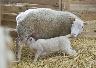 Brebis Charmoise et son agneau